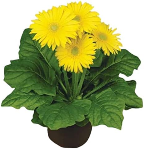 GREENLIVE TRADERS Gerbera Plant Gerbera Jamesoni Calfornia YELLOW Color Flower Healthy Live Plant All Season For Indoor And Outdoor Garden on Poly Bag