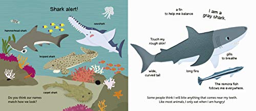 The Ocean (Touch and Explore)