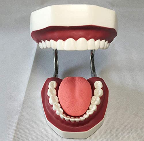 Modèle d'étude dentaire adulte standard pour expliquer l'anatomie simplement
