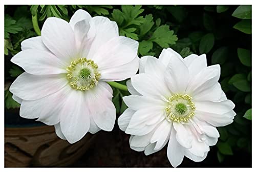 Oliwier's Bulbs 20x Anemone Mount Everest Bulbs Beautiful White Spring Flowering Corms Garden Perennial Autumn Planting Flowers Size 5/6