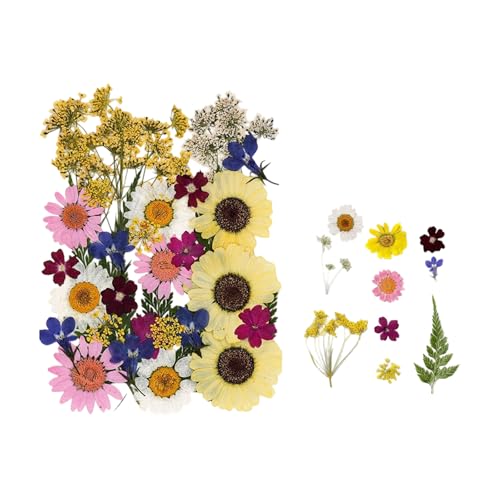 Flores secas prensadas naturales para manualidades, 35 piezas miniatura 1