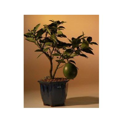 english ivy house plant Hedera English Ivy, 4" Pot