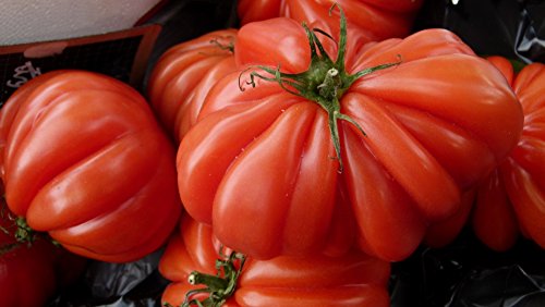 SAFLAX - Tomate - Costoluto Genovese - 10 Samen - Mit keimfreiem Anzuchtsubstrat - Lycopersicon esculentum