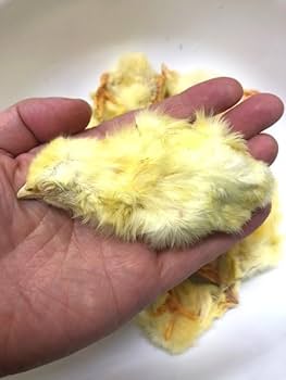 Amazon | 冷凍国産ひよこ 10羽入り（約400g） 【クール便