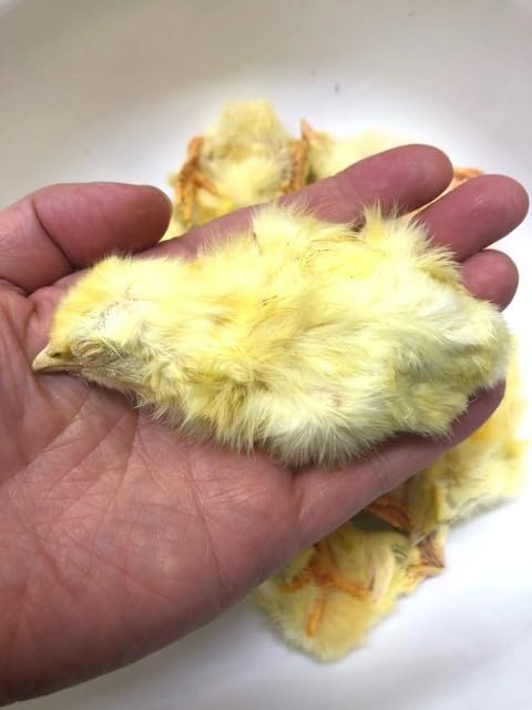 リピート購入、複数購入で＋10羽 送料無料 国産 新鮮安全 冷凍ひよこ 400羽 リピート購入、複数購入で＋10羽 送料無料 国産 新鮮安全 冷凍