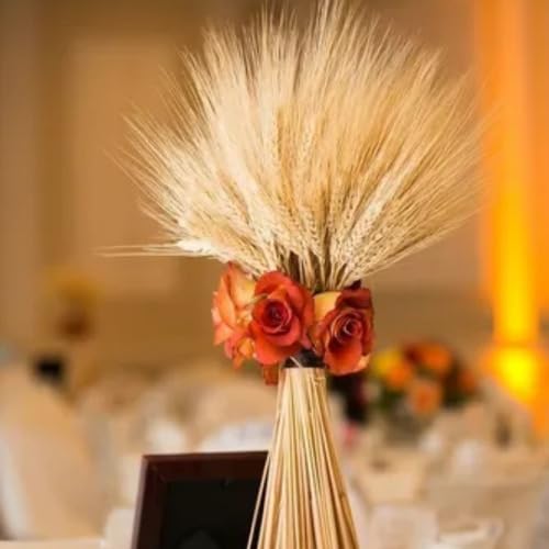 Kit 40 Haste Trigo Seco Natural Alvejado Decoração Especial