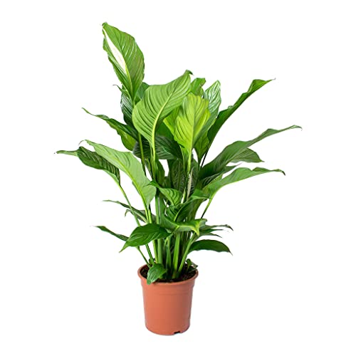 BloomPost Spathiphyllum - 65-75 cm - Bajo Mantenimiento - Planta de Interior - Fácil de Cultivar - Planta para el Hogar y La Oficina - Para un Aire Limpio - Maceta no Incluida