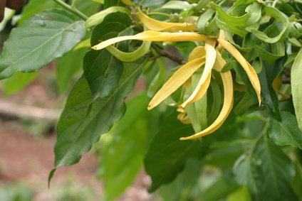 Ylang Ylang Betörender Duft Parfümblume 5 Samen Ylang Ylang Betörender Duft Parfümblume 5 Samen