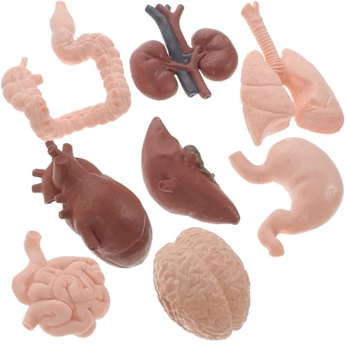 Abaodam Modelo Anatómico Realista de Órganos Humanos 8 Piezas para Enseñanza Médica, Material Didáctico Educativo Compacto y Ligero Cerebro, Corazón, Intestinos y Riñones para Estudio
