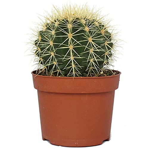 DECOALIVE Echinocactus Grusonii Planta Natural Cactus Erizo Planta de Interior y Exterior, 8436601570093