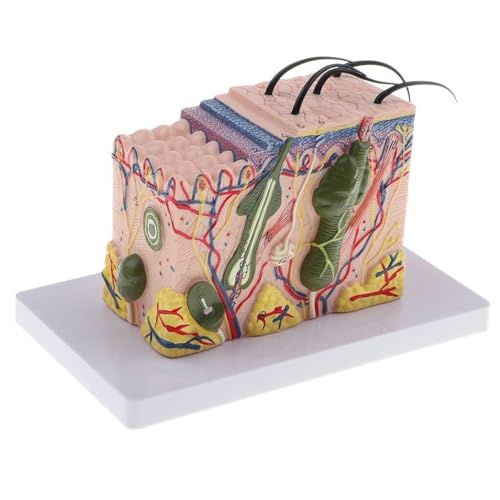 Modelo de anatomía de la piel humana con aumento de 35X - Herramienta didáctica de dermatología y biología - Exhibición for investigación científica con piezas desmontables