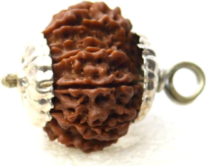 QGEMIRIS GEMS 12 Mukhi Rudraksha Original Certified Nepali 12 Face Rudraksh with Capping बारह मुखी रुद्राक्ष Twelve Mukhi Rudraksha 12 मुखी रुद्राक्ष Barah Mukhi Rudraksha Pure 12 Mukhi Rudraksha For Men & Women