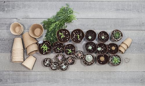 Daniel's Plants Vasos de 10 cm | Vasos grandes naturais para plantação de ervas, legumes, mudas de