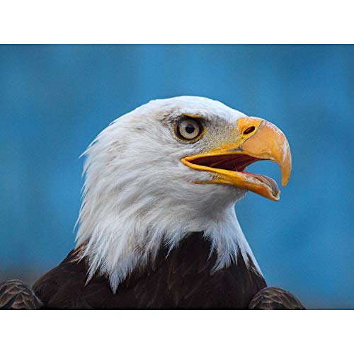 Wee Blue Coo LTD Animal Photo Bird Bald Eagle Head BEK 12 X 16 inch Art Print Poster Oiseau Aigle La publicité Impression d'art Affiche