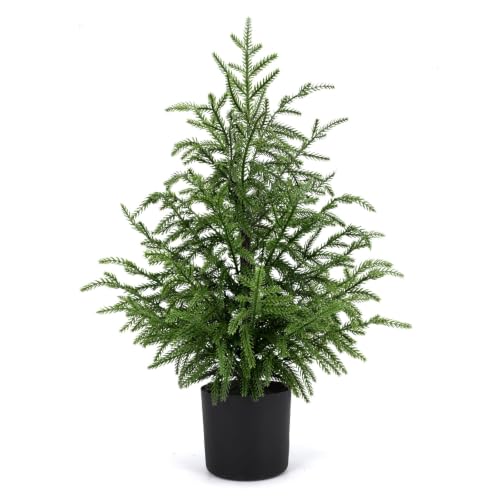 ENVEN 2-Foot Norfolk Pine Tabletop Tree