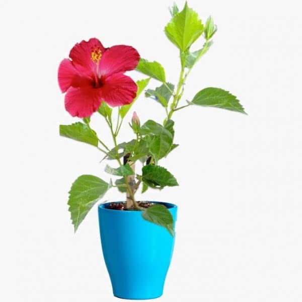 Mphmi Live Plant Hibiscus Gudhal Flower (Red Double) - Plant Hawaiian (B0B4B56GBJ) Amazon Price History, Amazon Price Tracker