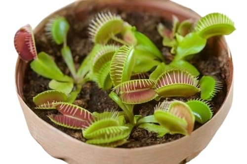 Venus Natural Planta Carnívora de 9cm ⌀