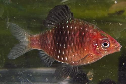 6 Pack - Black Ruby Barb Live Freshwater Aquarium Fish