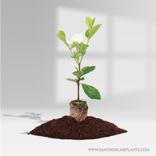 Image of live plants (GANDHRAJ FLOWER PLANT)