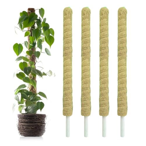 Image of Natural Moss Stick for Climbing Plants, Strong Support for Money Plant, Monstera, Pothos, Indoor Outdoor Use, Manual, 50 Grams (4, 3 Feet)