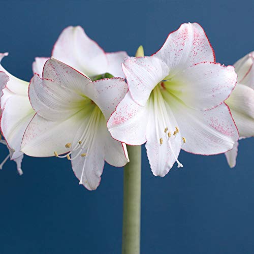 Image of White Red Trumpet Shaped Blooms Tender Bulb Amaryllis Picotee Indoor Plant Bulb Beautiful White and Red Petals, 2 x Amaryllis (Hippeastrum) Picotee Bulbs by Thompson and Morgan