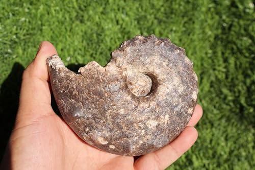 Image of Ammonite Mammites Nodosoides Ammonite Fossil Rare Ammonite Fossil Natural Fossil from Morocco A33