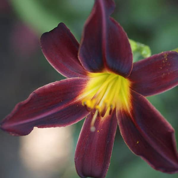 12 unità Hemerocallis 'American Revolution' - Daylily Vaso 9x9cm ±1 m² - Giglio Diurno con Fiori Rossa e Gialla per Giardini