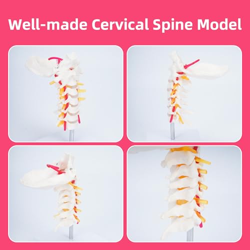 Image of Cervical Vertebra Arteria Spine Spinal Nerves Anatomical Model | Cervical Spine Model with Cervical Vertebrae,Cervical Nerves, Vertebral Arteries, Occipital Plate,Life Size Human