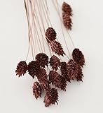 Juli Mistel glänzend getrocknet – Phalaris Haselnuss