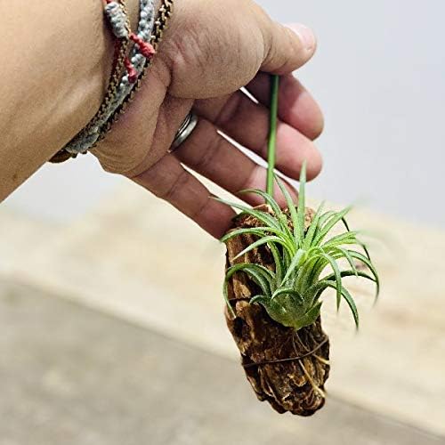 定価から3０ オフ おしゃれ 観葉植物 エアープランツ チランジア イオナンタ バリエガータ バーク付け T Ionantha Variegata 超美品 R4urealtygroup Com
