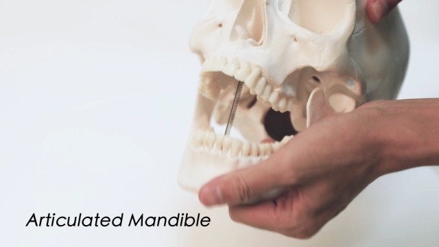 Image of RONTEN Human Skull Model, Skull Anatomy Model, Life Size Replica Medical Anatomy Anatomical Adult Model with Removable Skull Cap and Articulated Mandible, Full Set of Teeth,7.2x4.2x4.95in