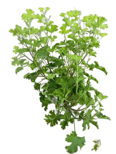 Geranio Citronela en Maceta – Planta de Exterior con Aroma Fresco y Protección Natural