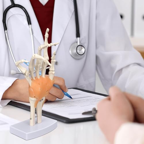 Image of Ultrassist Human Hand Skeleton Model with Ligaments, Flexible 1:1 Scientific Life Size with Lightweight Display Display Base, Includes Anatomy Diagram Best for Patient Education & Medical Training