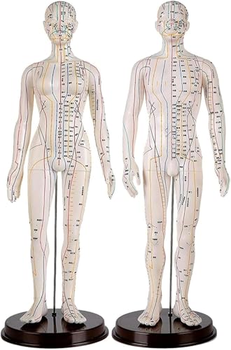 Mannequin de point corporel MTC de 50cm pour formation au massage