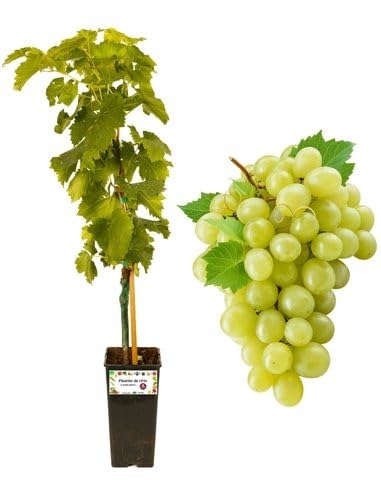 P. Piantine da Orto | Apirene Bianca Vite Senza Semi, Vaso da 2L, Pianta Pronta per Il Trapianto, Pianta Vera da Orto, da Balcone e da Esterno, Vivaio Italiano