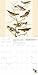 Fitzwilliam Museum: Audubon Birds Wall Calendar 2026 (Art Calendar)