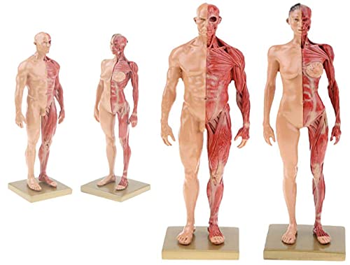 Image of BONEW 30CM Male and Female Resin Human Anatomical Anatomy Skull Head Body Model Muscle Bone Model Medical Lab Reference Model Red (Male&Female)