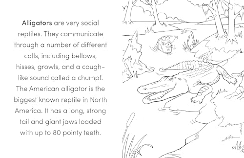 Coloring Book Box Set: 3 Books for Coloring Fun and Awesome Facts about Dinosaurs,Bugs,and Wild Animals(Perfect Gift for Kids Ages 3-7) (A Did You Know? Coloring Book) - Image 3