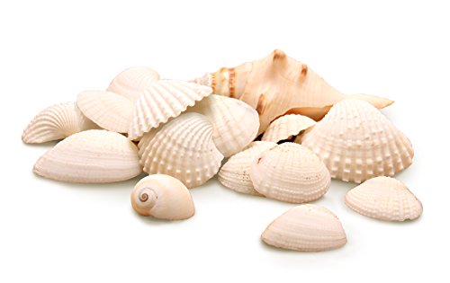 Hygloss Products Craft Shells â€“ Mixed Bucket O' Sea Shells From USA - White Mix, 5 Ounce Container