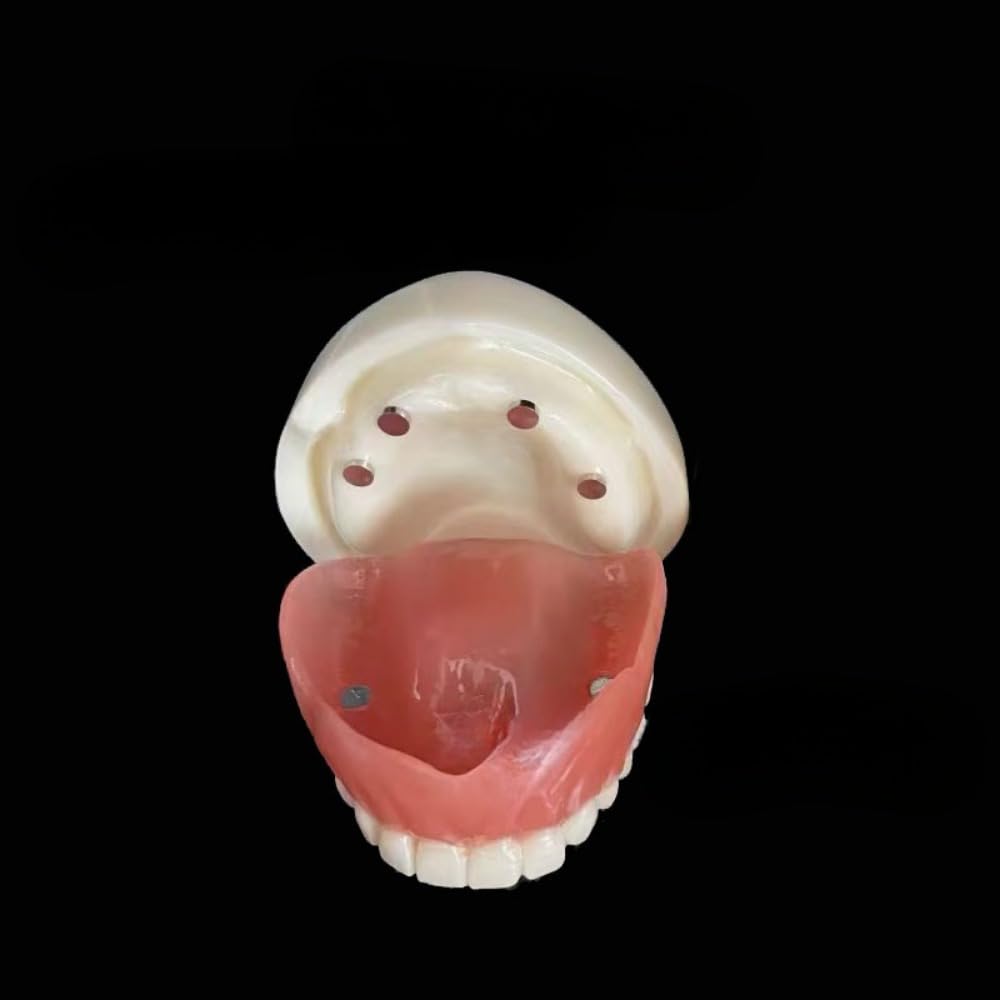2.5倍大複製根模型歯 [B10-330] 歯の模型 2.5倍大複製根模型歯 [B10
