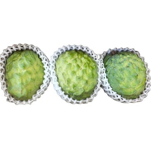 [2025年12月中旬から順次発送]アテモヤ 1kg “森のアイスクリーム"とも呼ばれる希少なフルーツ