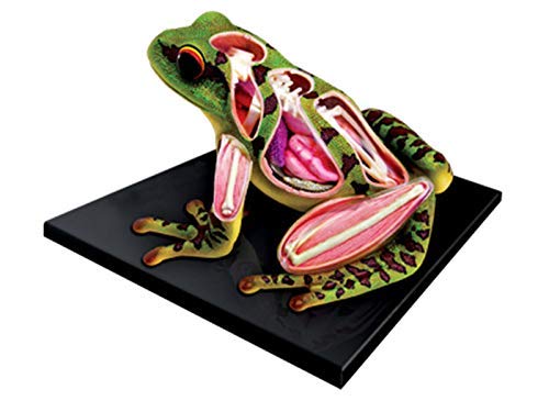 Amazon.co.jp: 模擬カエル解剖キット、カエル解剖学骨格モデル