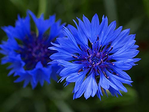 100 Centaurea Cyanus Blue Ball Seeds Blue Cornflower Corn Flower - 100 Seeds