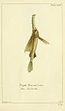 1780 Little Dragonfish Vintage Poster