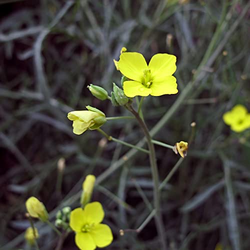 Dzika rukola / Rucola selvatica (Diplotaxis muralis) - ok. 1500 nasion