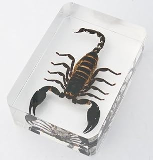 Large Scorpion Paper Weight