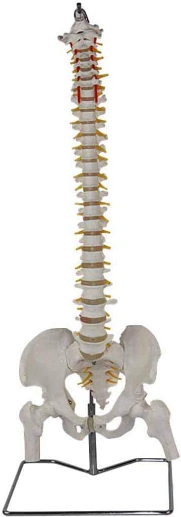 sjdoPulse Human Spine Model - Flexible Spine Model with Femur Heads with Pelvis Model - Lifesize Spine Anatomical Model with Vertebrae - for Study Display Teaching Medical Model (A)