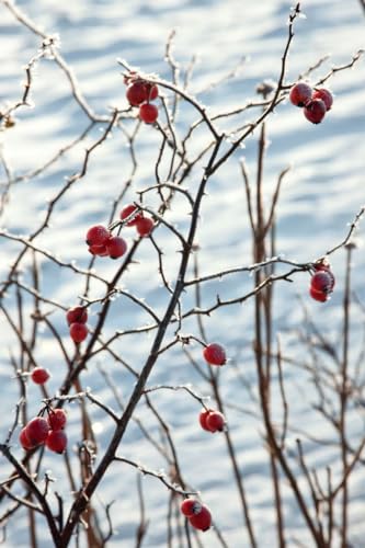 Rosa canina 40–60 cm – Winterhart & Mehrjährig &...