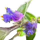 Rooting Easily Plant Cuttings (Cyanotis somaliensis ‘Kitten Ears’（2 Unrooted Cuttings）)