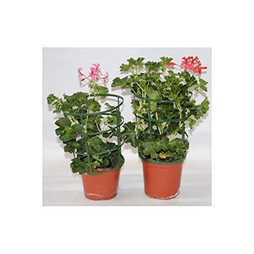 Geranio Francesilla (maceta 13 cm ø) (Rojizos)